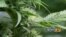 Plantas de marihuana que se cultivaban en Colorado para traficar la droga a lugares donde es ilegal.