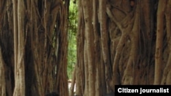 Las marchas que reprimen en La Habana