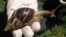 Un ejemplar de caracol gigante africano, detectado en Florida, Estados Unidos, septiembre de 2011. Archivo. (REUTERS).