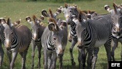  Una manada de cebras camina por la Pradera Africana del Zoológico Nacional de Cuba, en La Habana