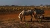 Foto Archivo. Un caballo en un campo de papas en Güines, Cuba. AP Photo/Ramon Espinosa.
