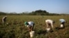 Campesinos recogen tomates en Artemisa