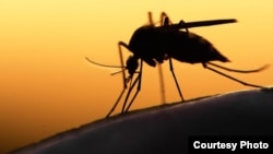 Los cinco primeros casos de Zika detectados en Cuba ocurrieron en personas que viajaron desde Venezuela y Brasil.