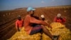 Campesinos recogen papas en Güines. AP Photo/Ramon Espinosa